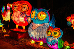 Chinese-Lantern-5