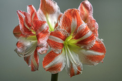 Amaryllis-Flowers
