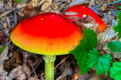 Backyard-Mushroom