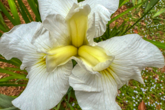 German-Iris