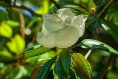 Magnolia