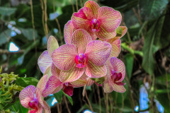 Orchid-Flower