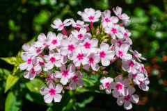 Phlox-Closeup