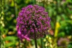 Purple-Giant-Allium
