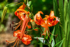 Tiger-Lily