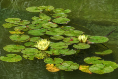 Water-Lily-1