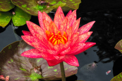Water-Lily-Closeup