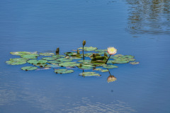 Water-Lily