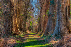 Pettigrew-State-Park-7-2