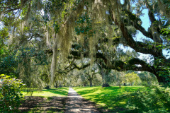 Spanish-Moss