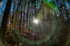 Sunray