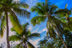 Palm-Tree