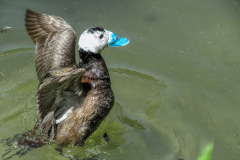 Blue-Billed-Duck