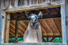 Divine-Llama-Vineyard-12