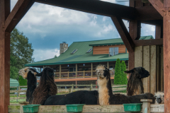 Divine-Llama-Vineyard-17