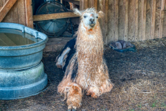 Divine-Llama-Vineyard-18