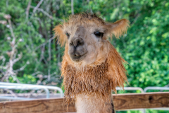 Divine-Llama-Vineyard-20