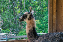 Divine-Llama-Vineyard-21