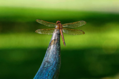 Dragon-Fly