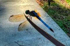 DrangpnFly