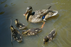 Ducks