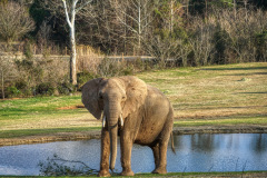 Elephant