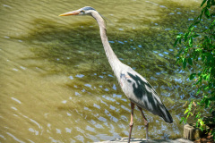Great-Blue-Heron