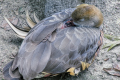 Sleeping-Duck