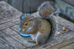 Squirrel