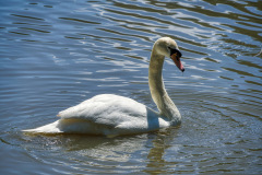 Swan