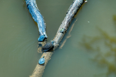 West-Point-Eno-Park-13