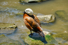 White-Head-Duck