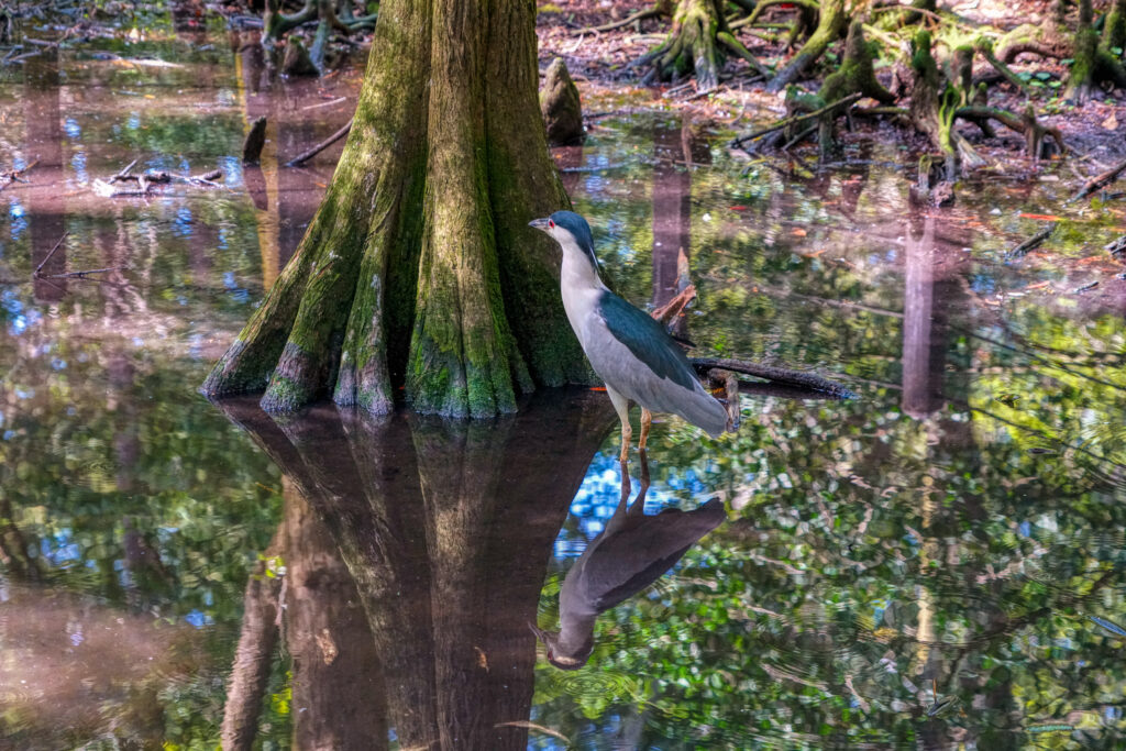 brookgreen gardens bird reflection